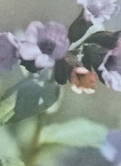  медуница цветение