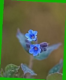  цветы медуница фото